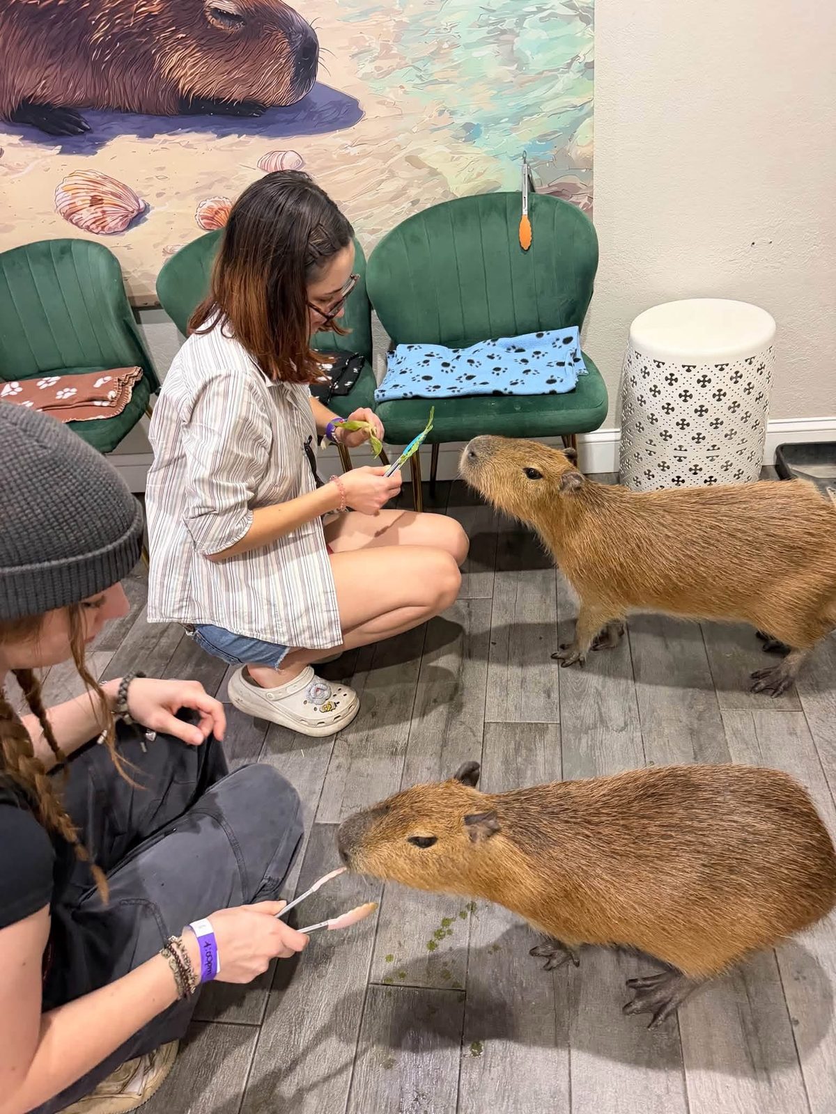 Two capybaras taking treats from guests holding feeding tongs