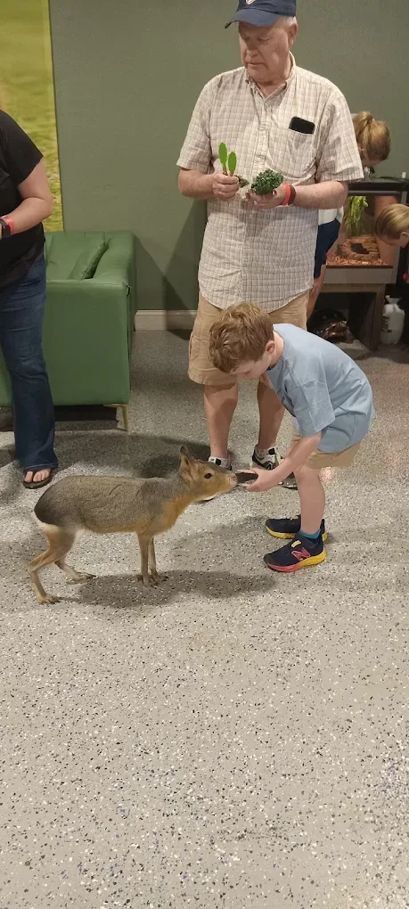 A young guest meeting a Patagonian mara at Capybara Cafe St. Petersburg