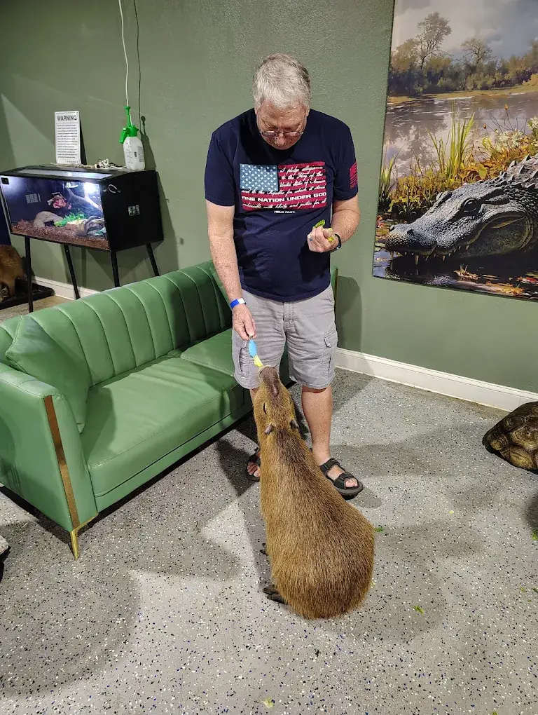 Guest feeding a capybara with a feeding tong at Capybara Cafe St. Petersburg
