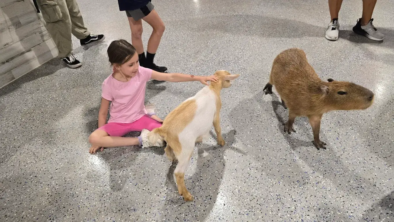 A young guest petting a goat while a capybara stands nearby at Capybara Cafe St. Petersburg