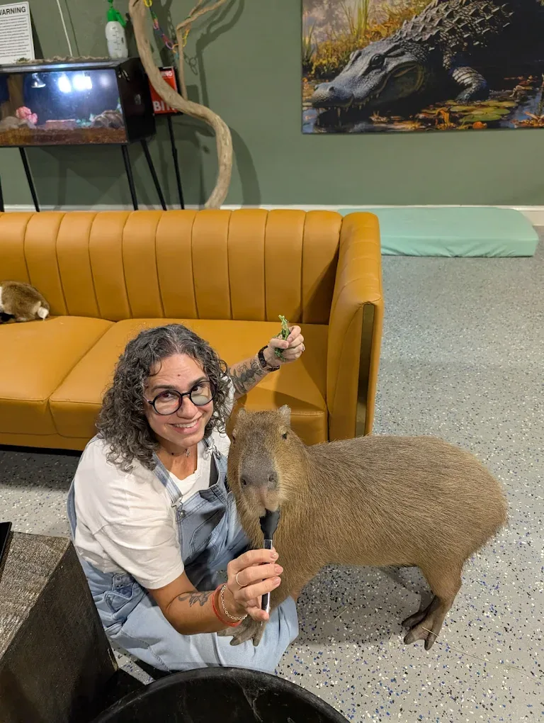 Guest kneeling down to offer a capybara a snack at Capybara Cafe St. Petersburg