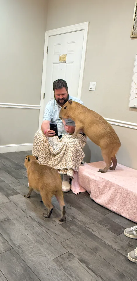 Capybaras climbing up to visit a guest in the private encounter room at Capybara Cafe St. Petersburg