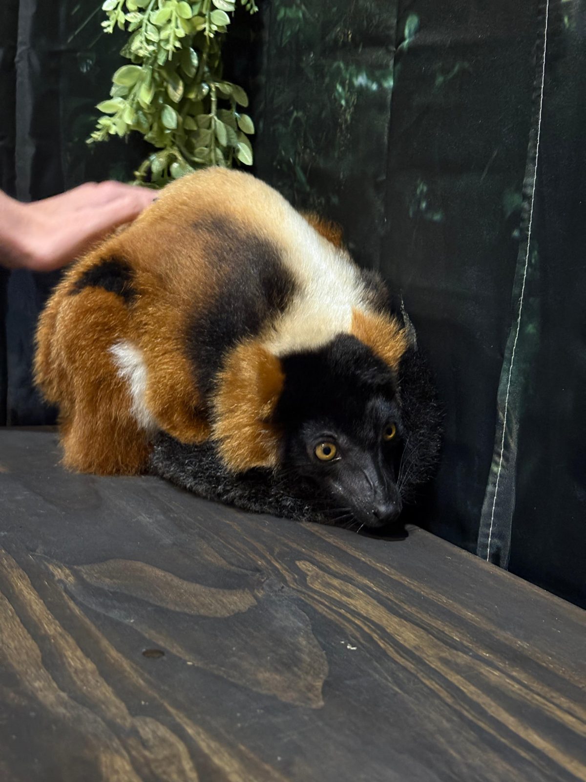 Lemur being gently petted by a guest at Capybara Cafe St. Petersburg