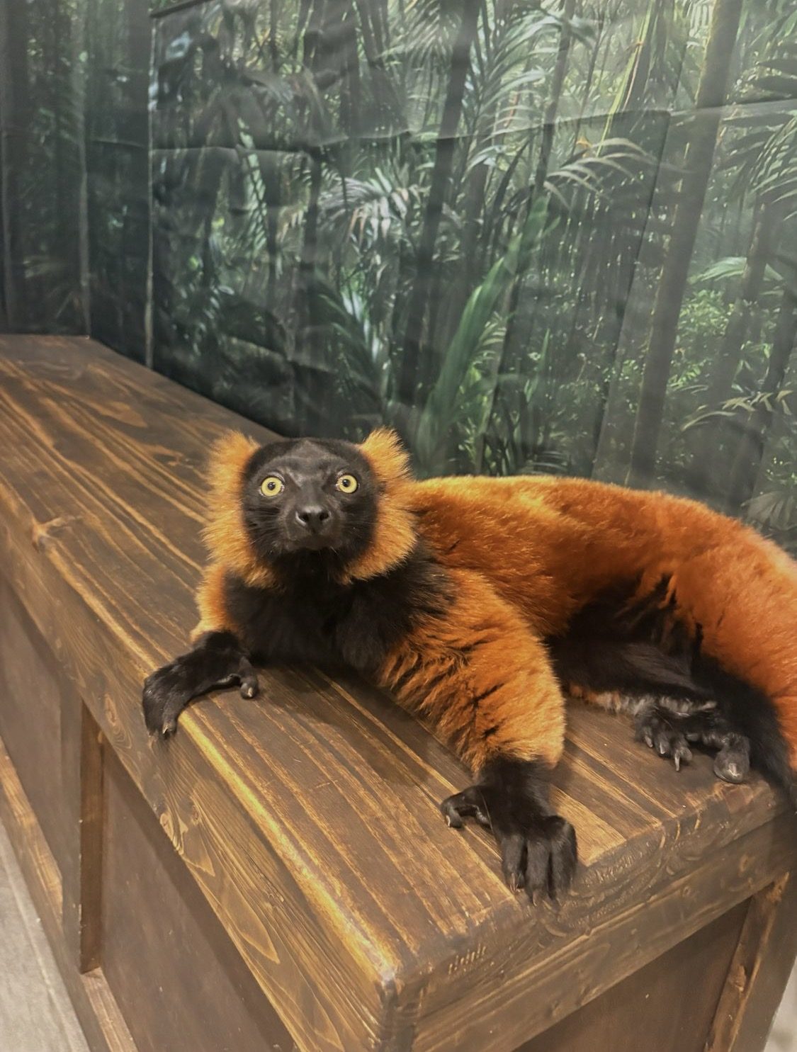 Lemur animal ambassador resting on a wooden bench at Capybara Cafe St. Petersburg