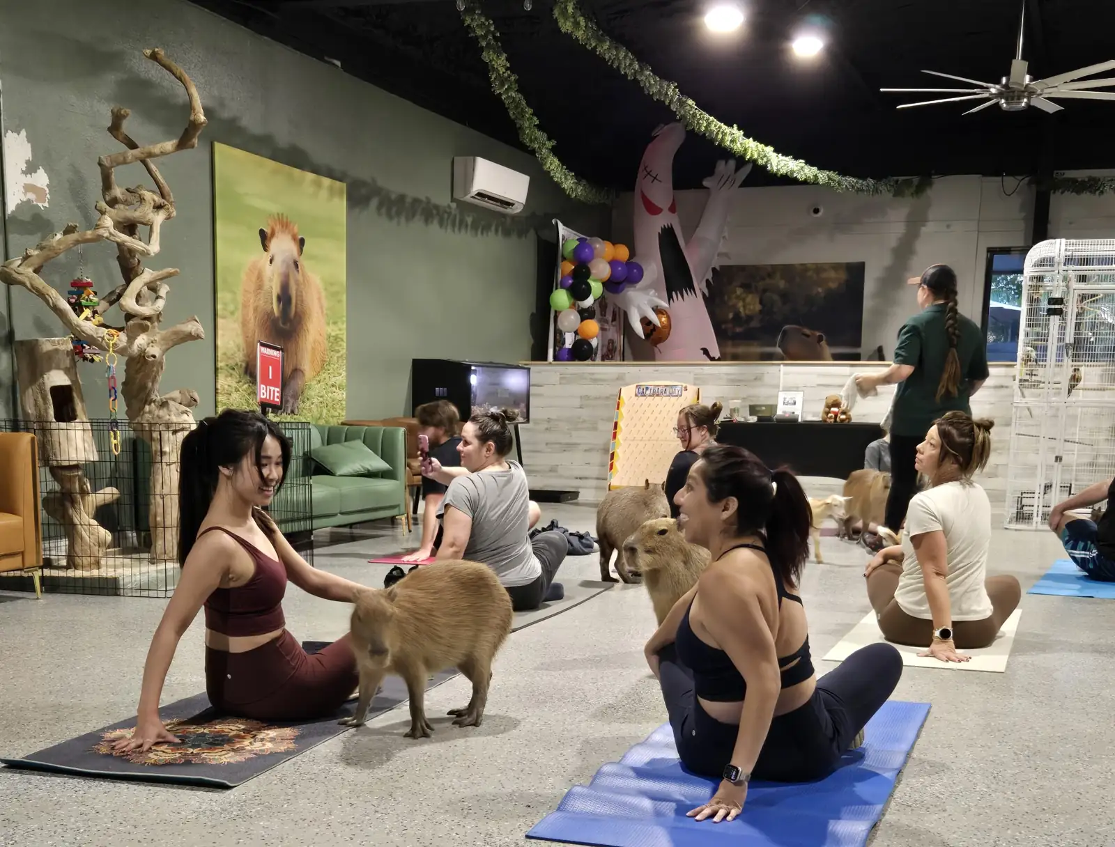 Guests doing yoga on mats while capybaras and goats wander between them at Capybara Cafe St. Petersburg