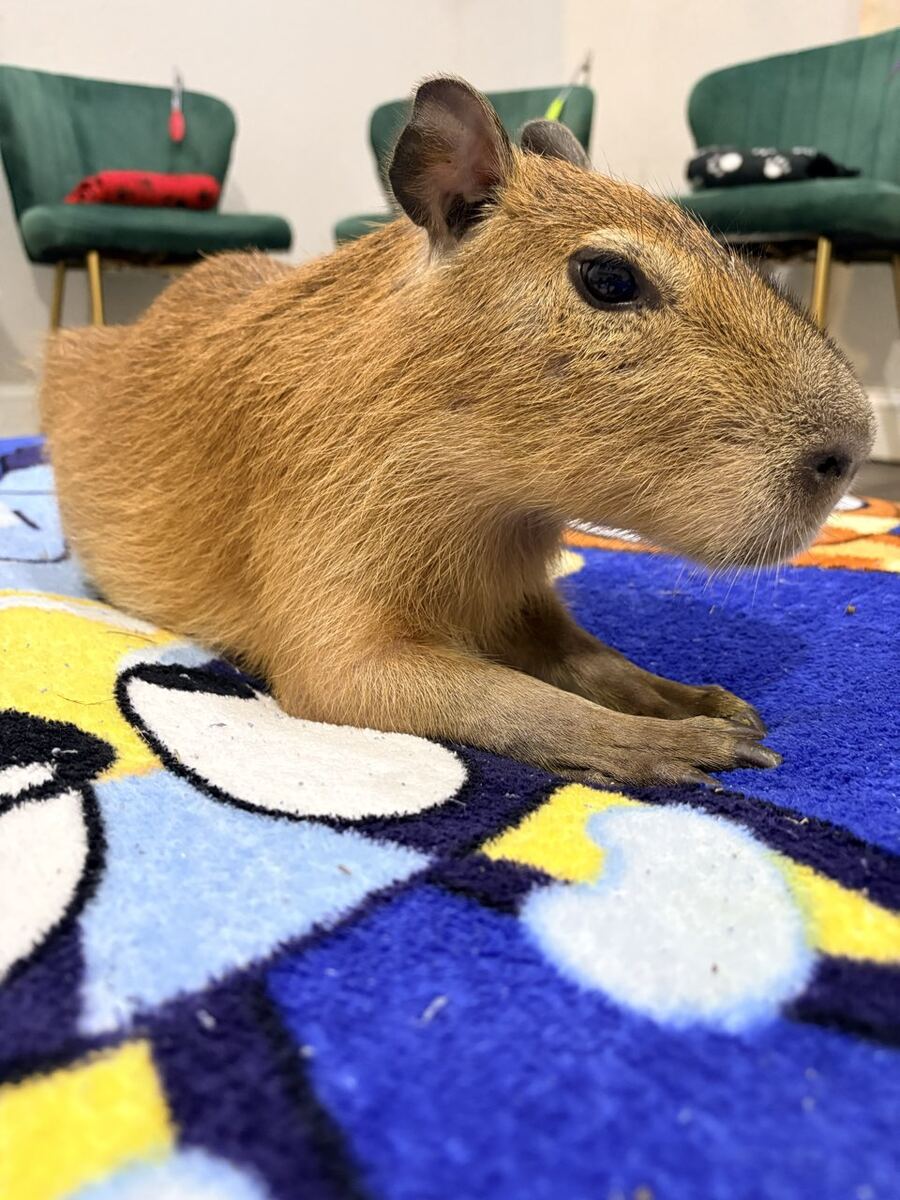 Profile portrait of a baby capybara at Capybara Cafe St. Petersburg